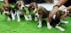 Beagle Puppies for sale in Tarnaka, Secunderabad, Telangana, India. price: 28000 INR