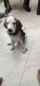 Beagle Puppies for sale in Rewari, Haryana 123401, India. price: 15000 INR