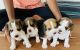 Beagle Puppies for sale in Gandamguda, Telangana, India. price: 23500 INR