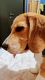 Beagle Puppies for sale in Mumbai, Maharashtra, India. price: NA