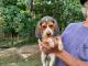 Beagle Puppies for sale in Marmaduke, AR 72443, USA. price: NA