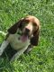 Beagle Puppies for sale in Niederwald, TX 78640, USA. price: NA