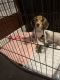 Beagle Puppies for sale in Dallas, TX, USA. price: $2,000