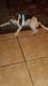 Beagle Puppies for sale in San Diego, CA 92114, USA. price: $400