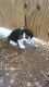 Beagle Puppies for sale in Boston, MA 02128, USA. price: $500