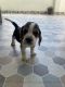 Beagle Puppies for sale in Vikasnagar, Uttarakhand, India. price: 20000 INR