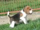Beagle Puppies for sale in Texas City, TX, USA. price: $300