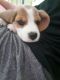 Beagle Puppies for sale in Indore, Madhya Pradesh, India. price: 25000 INR