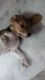 Beagle Puppies for sale in Dwarka, New Delhi, Delhi, India. price: 18000 INR
