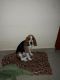 Beagle Puppies for sale in Hennur Gardens, Bengaluru, Karnataka, India. price: 30 INR