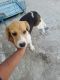 Beagle Puppies for sale in Sector 83, Gurugram, Haryana 122004, India. price: 10000 INR