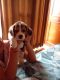 Beagle Puppies for sale in General Mahadev Singh Rd, Shakti Enclave, Kaonli, Dehradun, Uttarakhand, India. price: 25500 INR