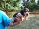 Beagle Puppies for sale in Marmaduke, AR 72443, USA. price: $100