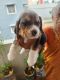 Beagle Puppies for sale in Kanteerava Studio Main Rd, Shankar Nagar, Nandini Layout, Bengaluru, Karnataka, India. price: 24000 INR