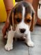 Beagle Puppies for sale in General Mahadev Singh Rd, Shakti Enclave, Kaonli, Dehradun, Uttarakhand, India. price: 26000 INR