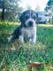 Beagle Puppies for sale in Talihina, OK 74571, USA. price: $400