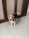 Beagle Puppies for sale in Undri, Pune, Maharashtra, India. price: NA