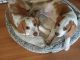 Beagle Puppies for sale in Kissimmee, FL, USA. price: $1,500