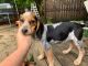 Beagle Puppies for sale in Vandergrift, PA 15690, USA. price: NA