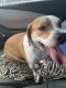 Beagle Puppies for sale in Deerfield Beach, FL, USA. price: NA