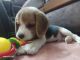 Beagle Puppies for sale in Kochi, Kerala, India. price: 29000 INR