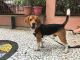 Beagle Puppies for sale in Malad, Malad East, Mumbai, Maharashtra, India. price: 27000 INR