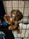 Beagle Puppies for sale in Fredericksburg, VA 22401, USA. price: NA
