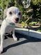 Beagle Puppies for sale in Temecula, CA, USA. price: NA
