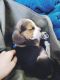 Beagle Puppies for sale in Ambala Cantt, Haryana, India. price: 16000 INR
