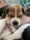 Beagle Puppies for sale in Springfield, TN 37172, USA. price: $300
