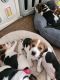 Beagle Puppies for sale in Miami Gardens, FL 33015, USA. price: $1,200