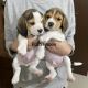 Beagle Puppies for sale in Ludhiana, Punjab, India. price: 14 INR