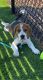 Beagle Puppies for sale in Huntersville, NC 28078, USA. price: $2,000