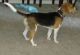 Beagle Puppies for sale in Austin, TX, USA. price: $1,500