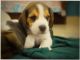 Beagle Puppies for sale in Greater Noida, Uttar Pradesh, India. price: 20000 INR