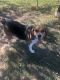Beagle Puppies for sale in Homerville, OH 44235, USA. price: $100