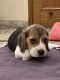 Beagle Puppies for sale in Amritsar, Punjab, India. price: 20000 INR