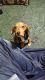 Beagle Puppies for sale in 2422 Patiller Rd, Hephzibah, GA 30815, USA. price: NA
