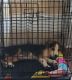 Beagle Puppies for sale in Plainfield, IL, USA. price: $500