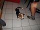 Beagle Puppies for sale in Goodells, MI 48027, USA. price: NA