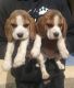 Beagle Puppies for sale in Kalyani Nagar, Pune, Maharashtra, India. price: 18000 INR