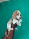 Beagle Puppies for sale in Sector 37C, Gurugram, Haryana 122001, India. price: 17000 INR