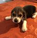 Beagle Puppies for sale in Red Oak, OK 74563, USA. price: $1,000