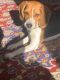 Beagle Puppies for sale in Bolingbrook, IL 60440, USA. price: $1,000