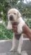 Beagle Puppies for sale in Hyderabad, Bhagya Nagar Colony, Kukatpally, Hyderabad, Telangana 500072, India. price: 25000 INR