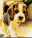 Beagle Puppies for sale in South Extension, South Extension I, New Delhi, Delhi, India. price: 28000 INR