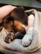 Beagle Puppies for sale in Monroe, WA, USA. price: $975