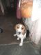 Beagle Puppies for sale in Indirapuram, Ghaziabad, Uttar Pradesh, India. price: 14000 INR