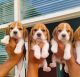 Beagle Puppies for sale in Porur, Chennai, Tamil Nadu, India. price: NA