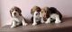 Beagle Puppies for sale in Sunkadakatte, Bengaluru, Karnataka 560091, India. price: 22000 INR